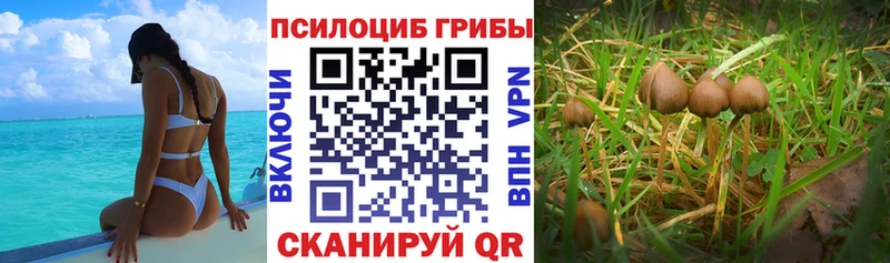 MEGA   Жуковка  Галлюциногенные грибы MAGIC MUSHROOMS  где продают  